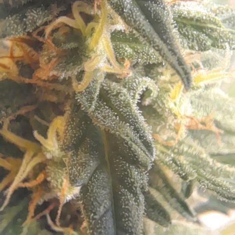 Iwasaka Purple growlog timeline photo
