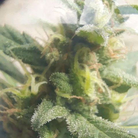 Iwasaka Purple growlog timeline photo