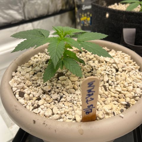 WWA-230816 #1 growlog timeline photo