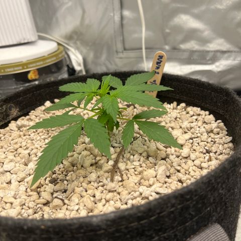 WWA-230816 #2 growlog timeline photo