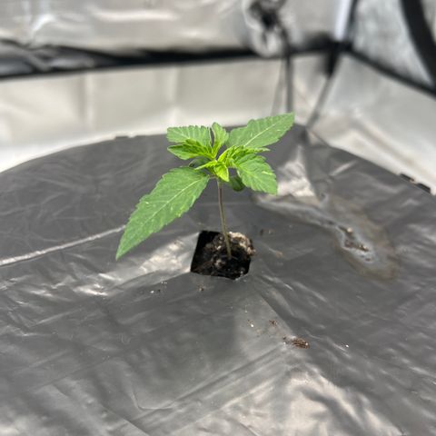 FlapJacks_Photo #1 growlog timeline photo