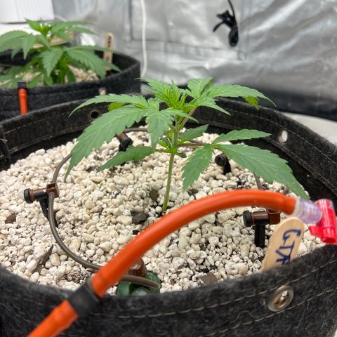 GDP-230827 #1 growlog timeline photo
