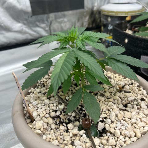 WWA-230816 #1 growlog timeline photo