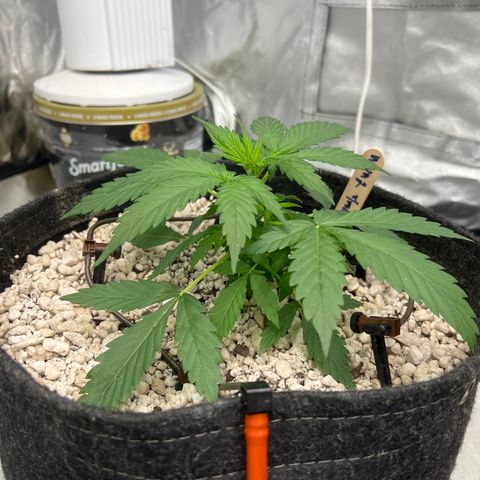 WWA-230816 #2 growlog timeline photo