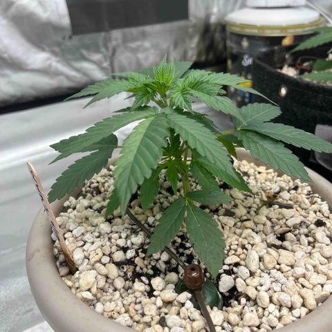 WWA-230816 #1 growlog timeline photo