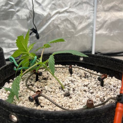 GDP-230827 #1 growlog timeline photo