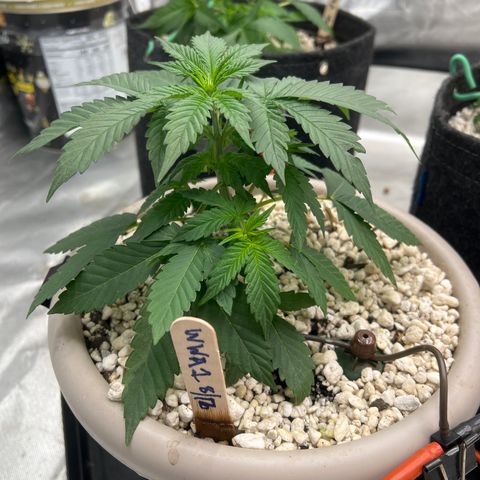 WWA-230816 #1 growlog timeline photo