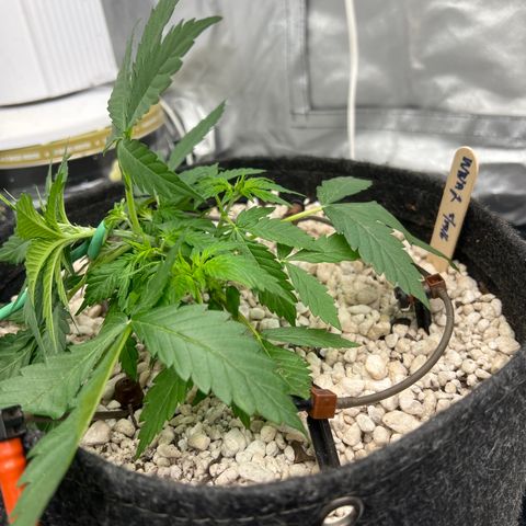 WWA-230816 #2 growlog timeline photo