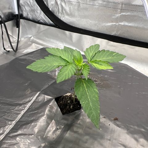 FlapJacks_Photo #1 growlog timeline photo
