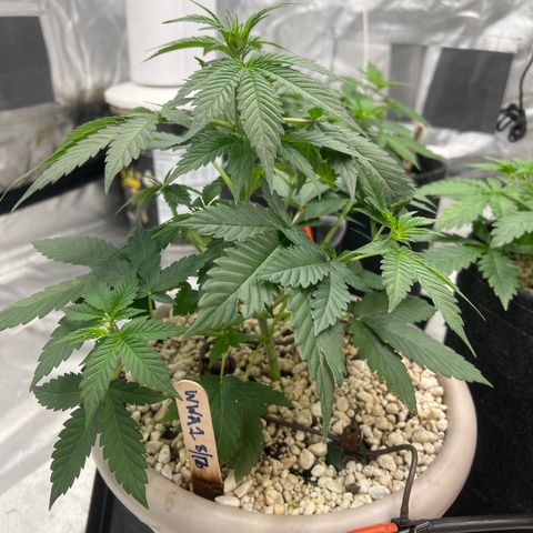 WWA-230816 #1 growlog timeline photo