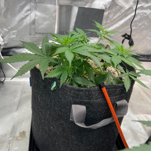 WWA-230816 #2 growlog timeline photo