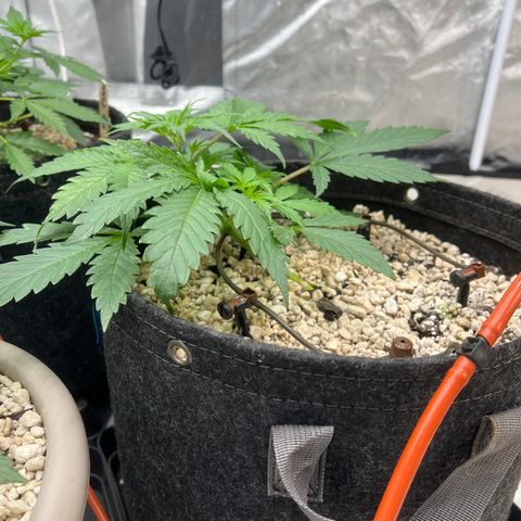 GDP-230827 #1 growlog timeline photo