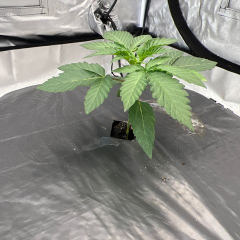 FlapJacks_Photo #1 growlog timeline photo