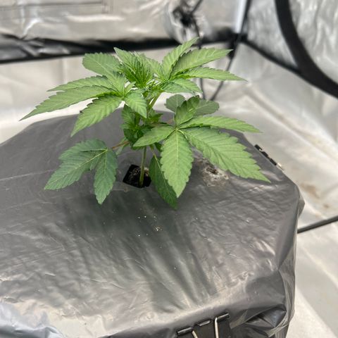 FlapJacks_Photo #1 growlog timeline photo