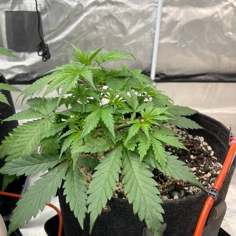 GDP-230827 #1 growlog timeline photo