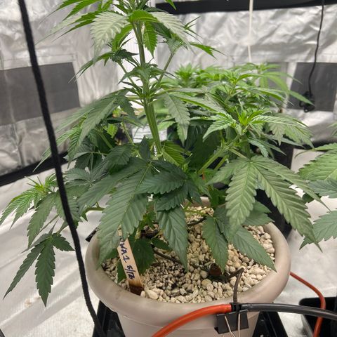 WWA-230816 #1 growlog timeline photo
