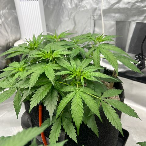 WWA-230816 #2 growlog timeline photo