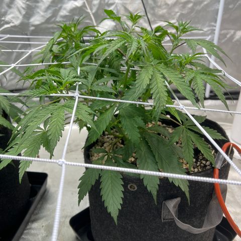 GDP-230827 #1 growlog timeline photo