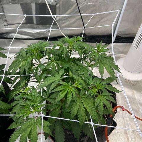GDP-230827 #1 growlog timeline photo