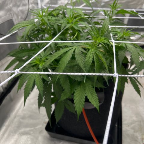 WWA-230816 #2 growlog timeline photo