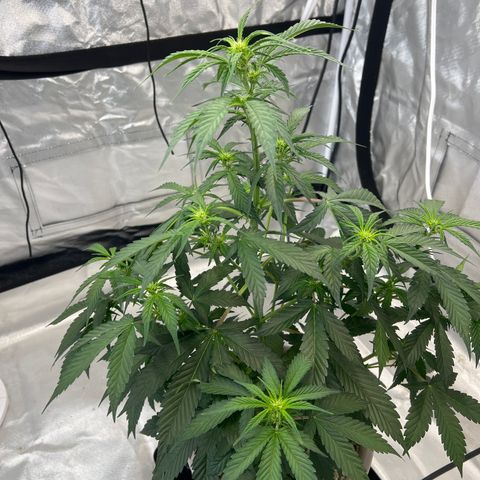 GDP-230827 #1 growlog timeline photo