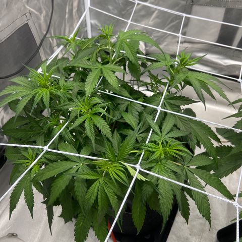 WWA-230816 #2 growlog timeline photo