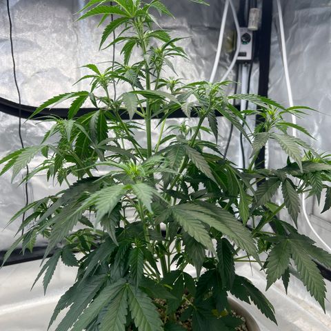 GDP-230827 #1 growlog timeline photo
