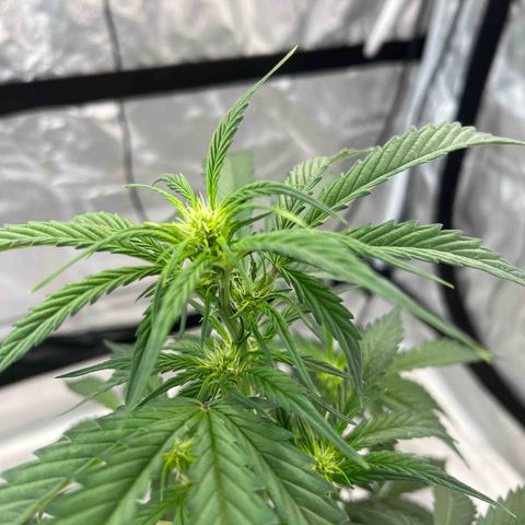 GDP-230827 #1 growlog timeline photo