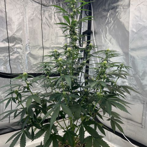 WWA-230816 #1 growlog timeline photo