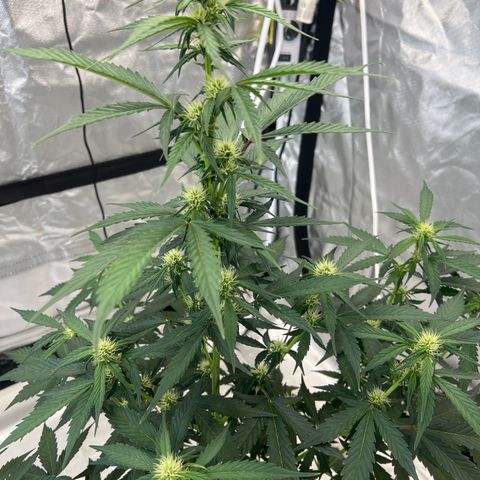 WWA-230816 #1 growlog timeline photo
