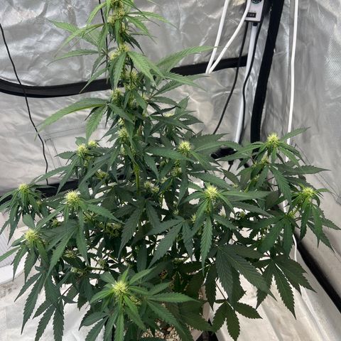 WWA-230816 #1 growlog photo:  Whoa, that mean, cola is looking stacked nice, I’m hoping for a 10 inch thick solid cola :-)