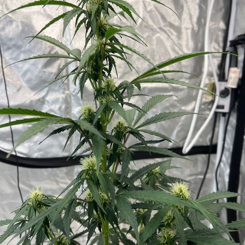 WWA-230816 #1 growlog photo:  Whoa, that mean, cola is looking stacked nice, I’m hoping for a 10 inch thick solid cola :-)