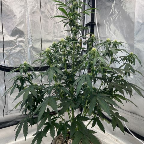 WWA-230816 #1 growlog photo:  Whoa, that mean, cola is looking stacked nice, I’m hoping for a 10 inch thick solid cola :-)