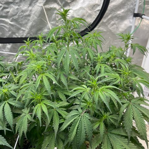GDP-230827 #1 growlog timeline photo