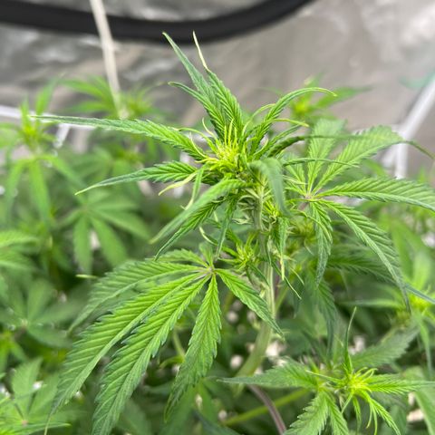 GDP-230827 #1 growlog timeline photo