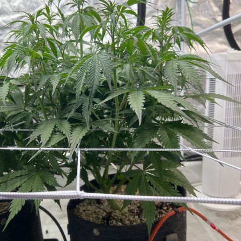 GDP-230827 #1 growlog timeline photo