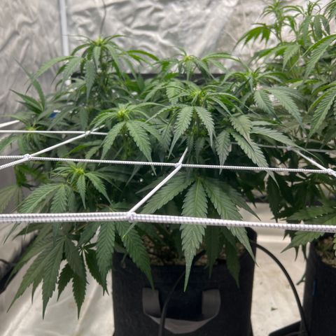 WWA-230816 #2 growlog timeline photo