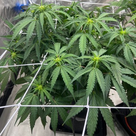 WWA-230816 #2 growlog timeline photo