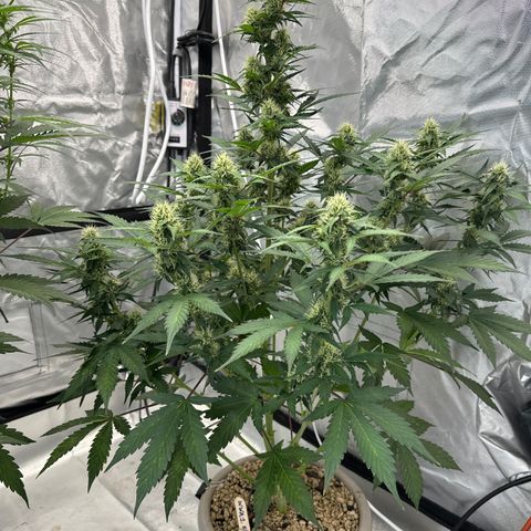 WWA-230816 #1 growlog timeline photo