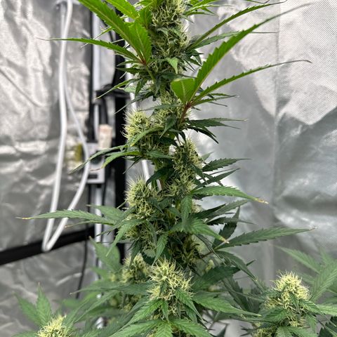 WWA-230816 #1 growlog timeline photo