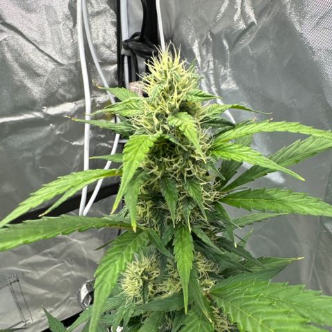 WWA-230816 #1 growlog timeline photo