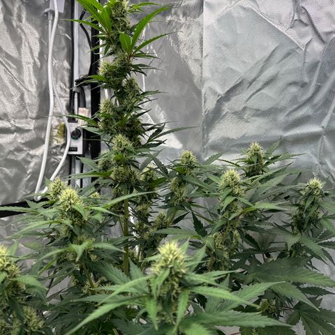 WWA-230816 #1 growlog timeline photo