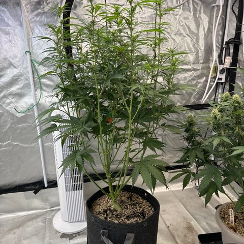 GDP-230827 #1 growlog timeline photo