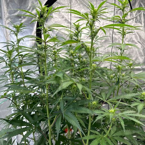 GDP-230827 #1 growlog timeline photo