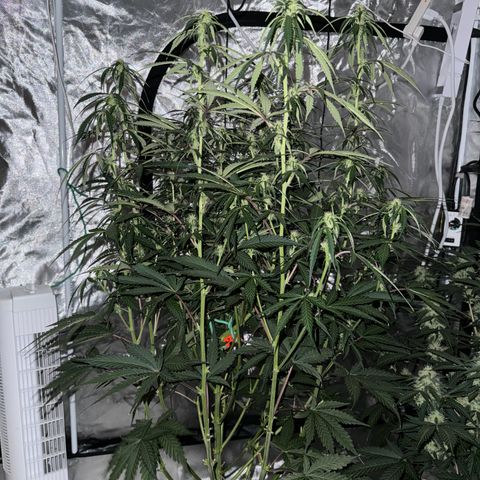 GDP-230827 #1 growlog timeline photo