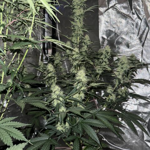 WWA-230816 #1 growlog timeline photo
