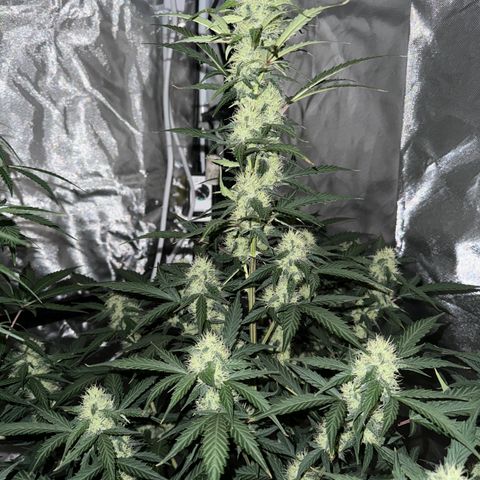 WWA-230816 #1 growlog timeline photo