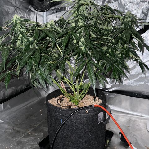WWA-230816 #2 growlog timeline photo