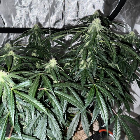 WWA-230816 #2 growlog timeline photo