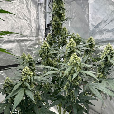 WWA-230816 #1 growlog timeline photo